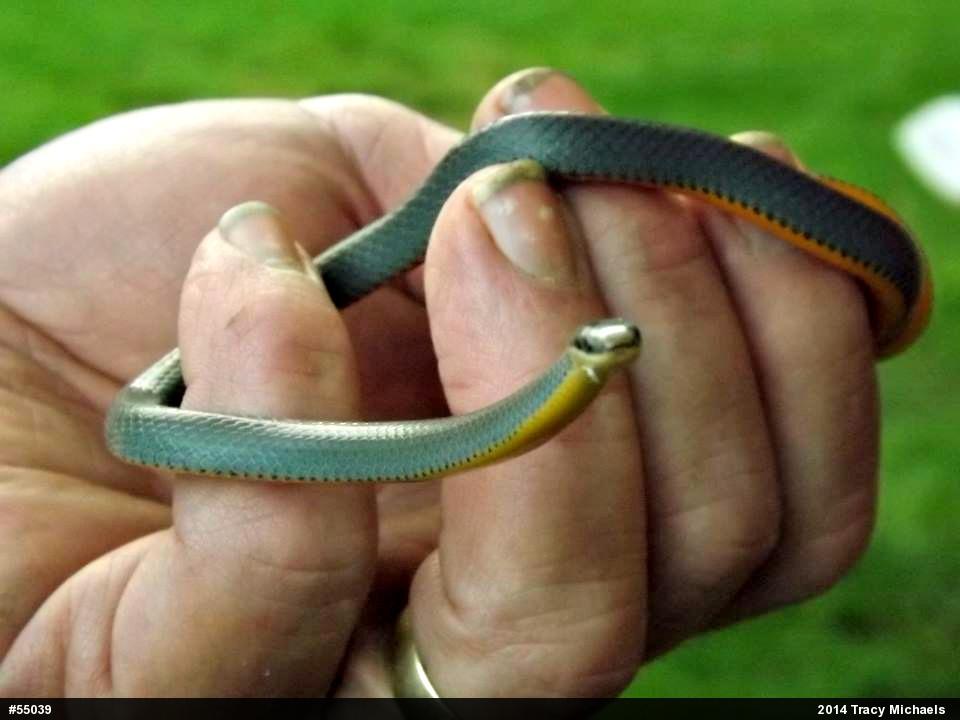 Northern Ring-necked Snake