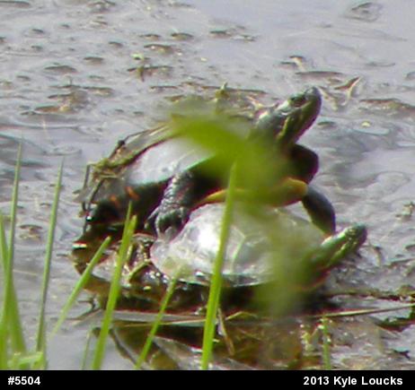 Painted Turtle
