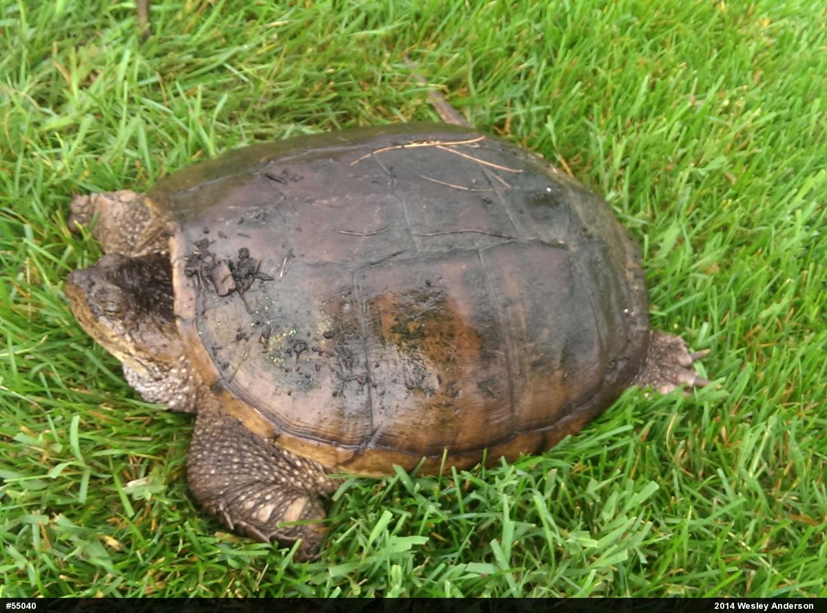 Snapping Turtle