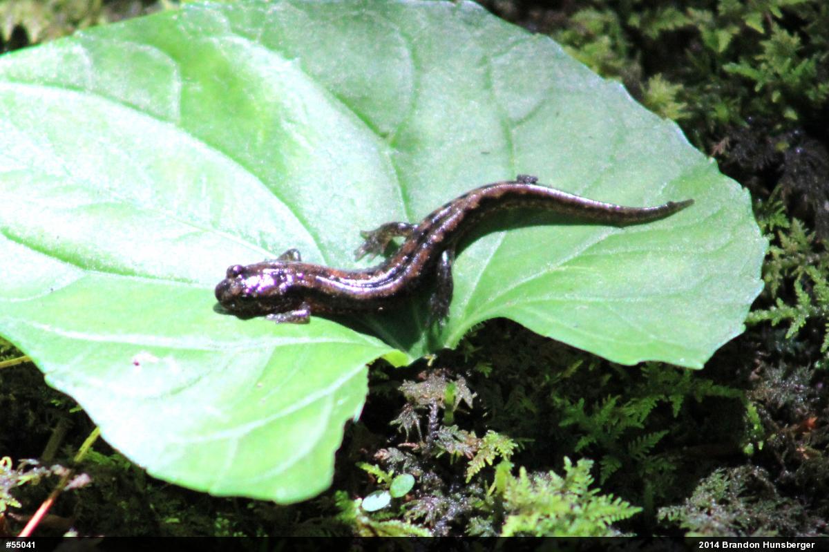 Northern Dusky Salamander