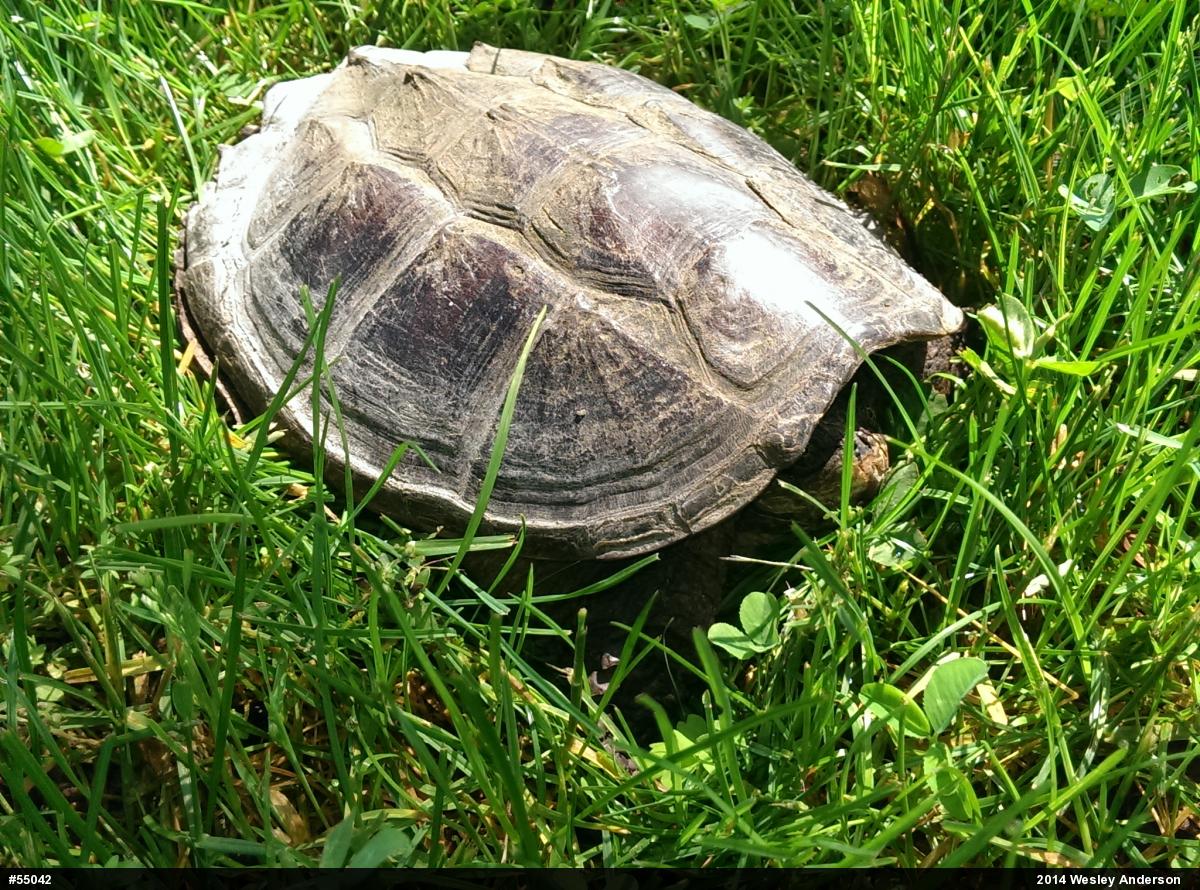 Snapping Turtle