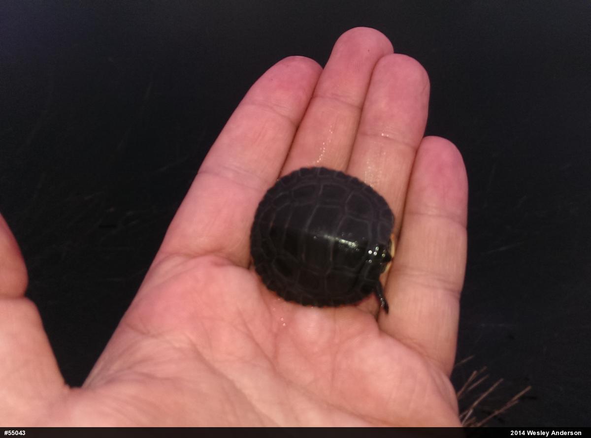 Painted Turtle