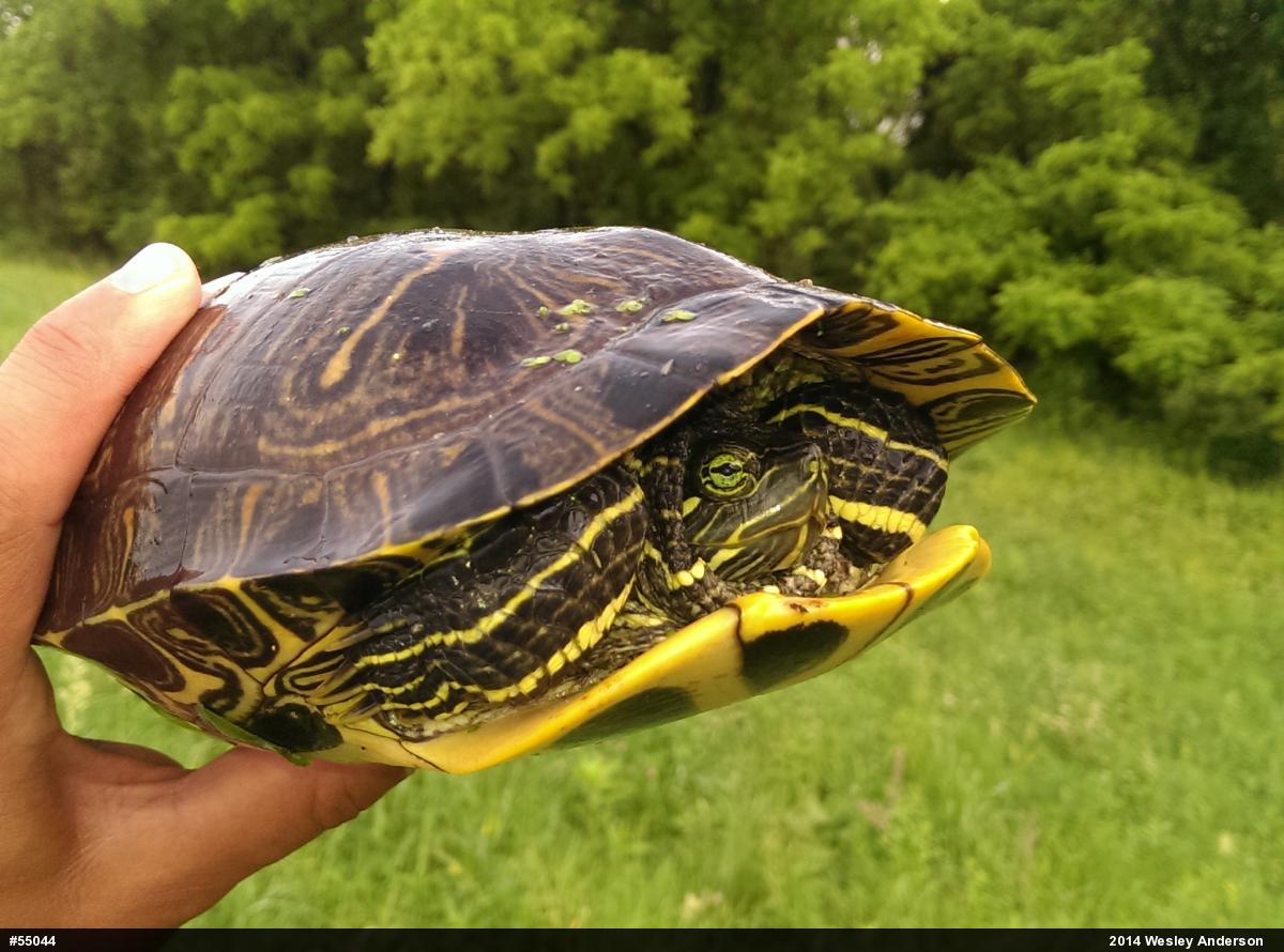 Red-eared Slider