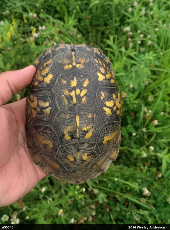 Eastern Box Turtle