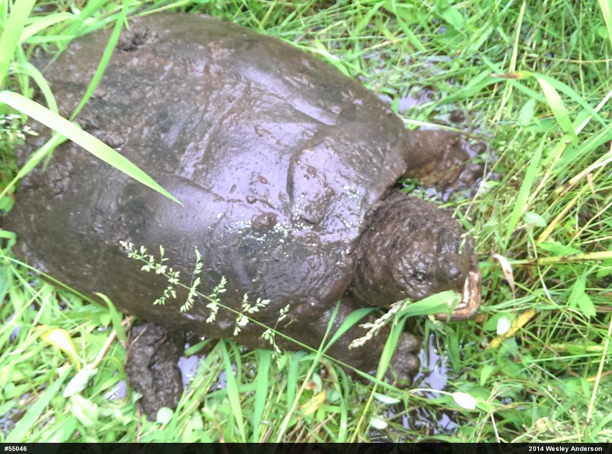 Snapping Turtle