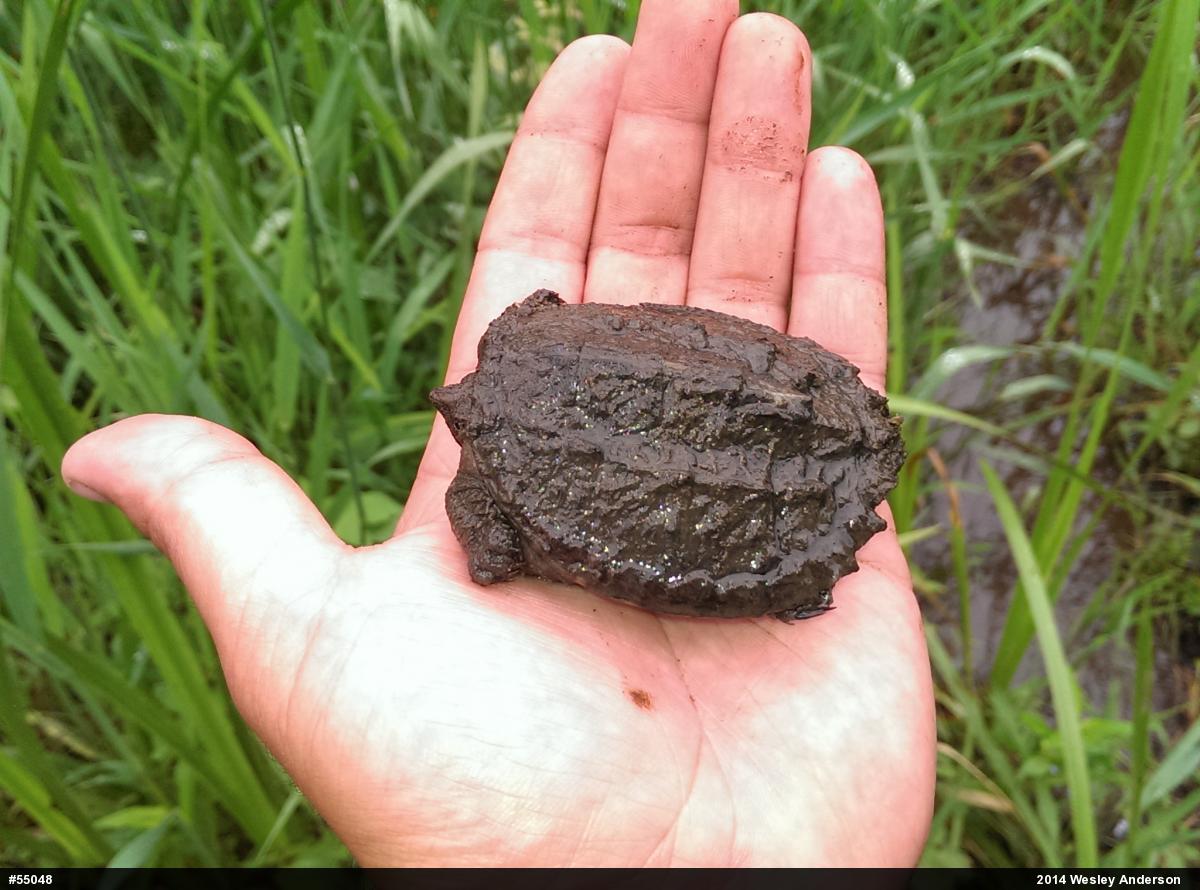 Snapping Turtle
