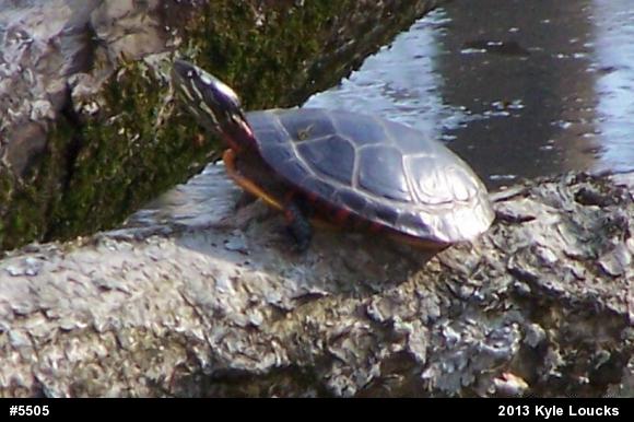 Eastern Painted Turtle