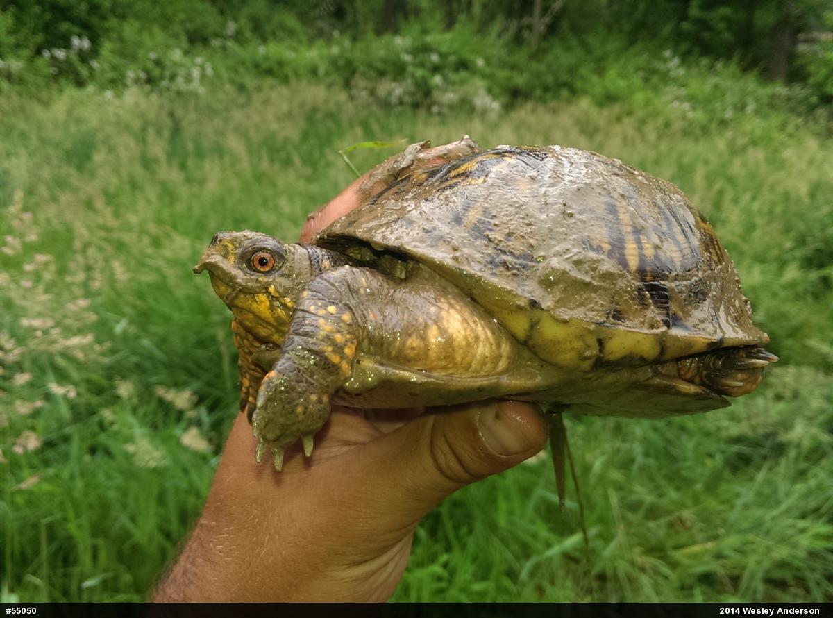 Eastern Box Turtle