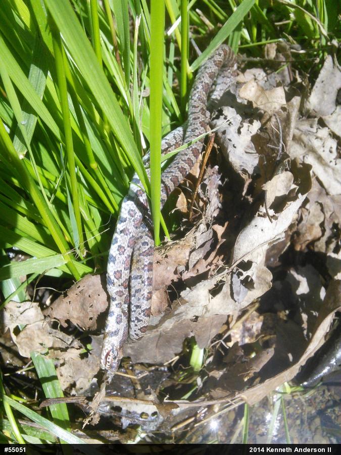 Eastern Milksnake