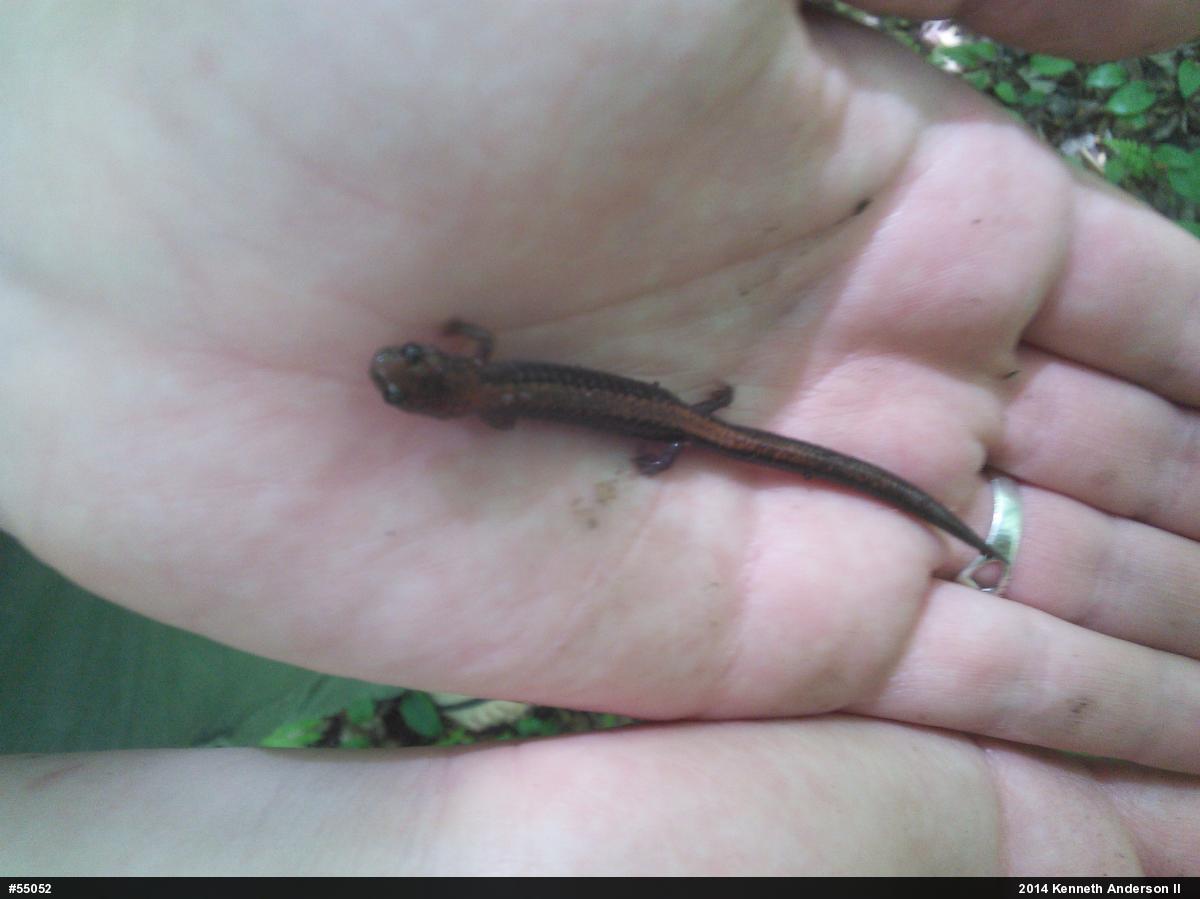 Eastern Red-backed  Salamander