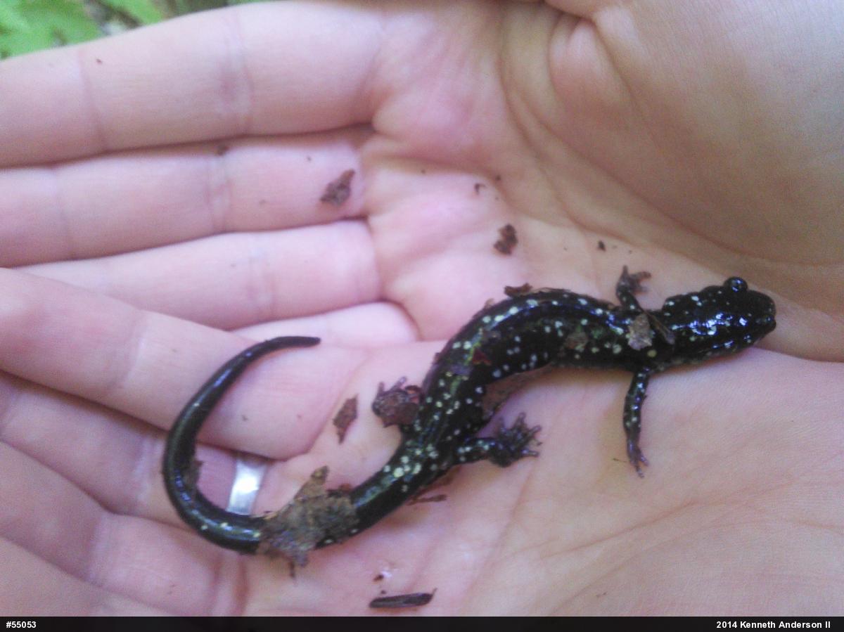 Northern Slimy Salamander