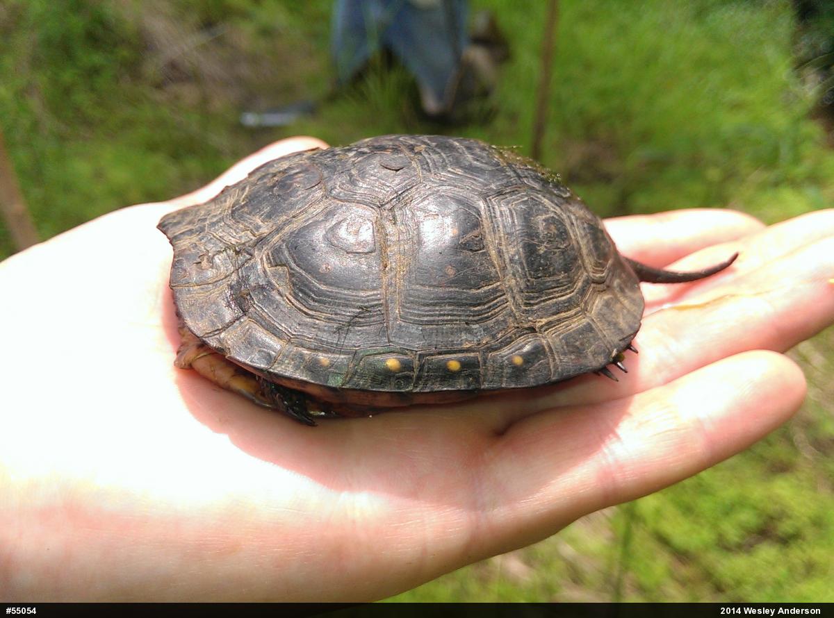 Spotted Turtle