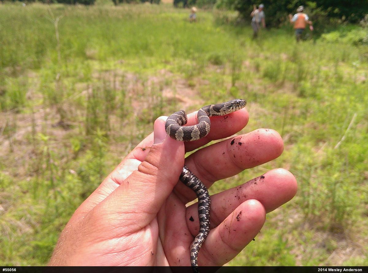 Northern Watersnake