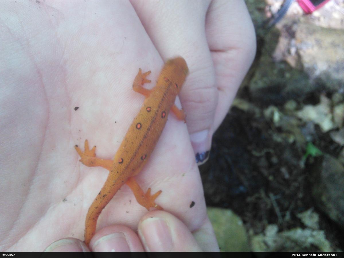 Red-spotted Newt