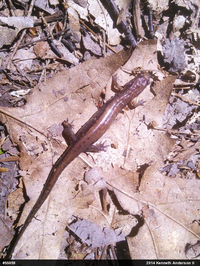 Allegheny Mountain Dusky Salamander