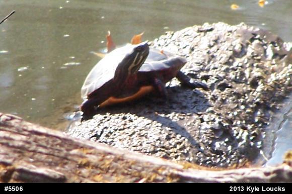 Painted Turtle