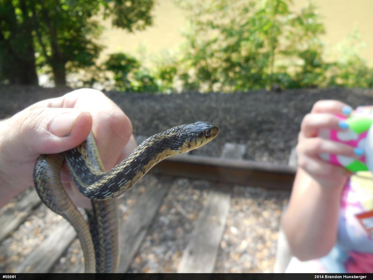 Eastern Gartersnake
