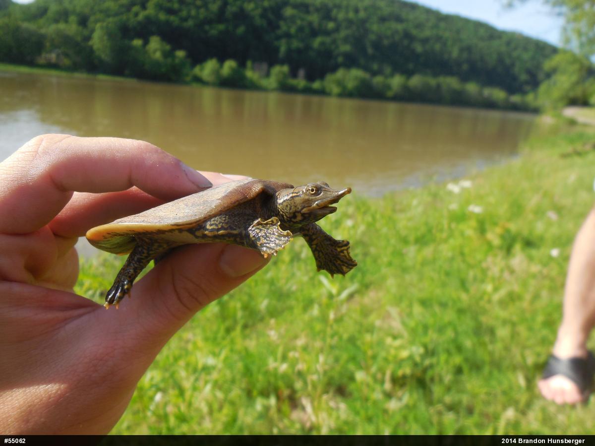 Eastern Spiny Softshell
