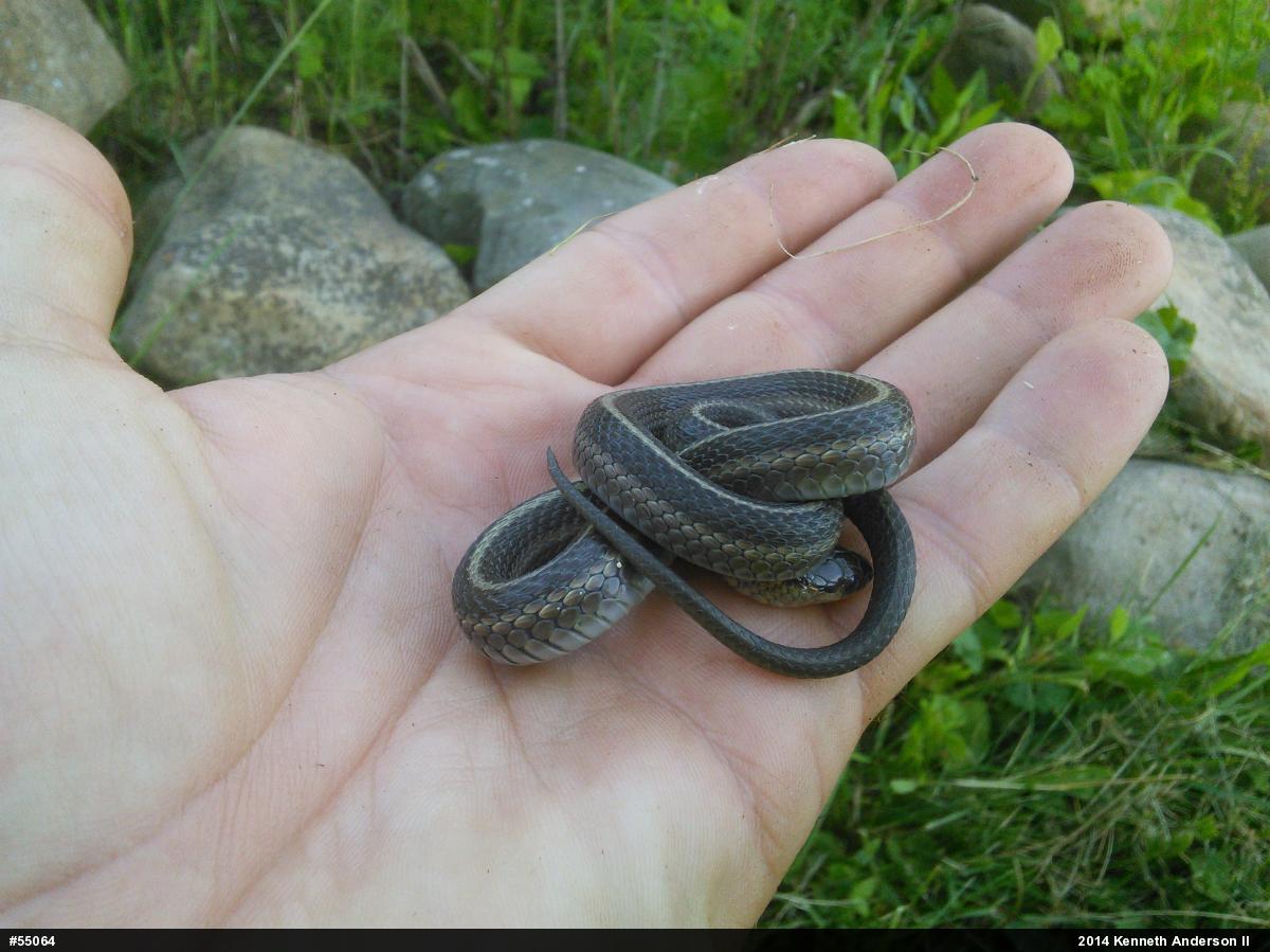 Shorthead Gartersnake