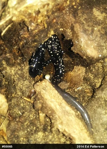 Northern Slimy Salamander
