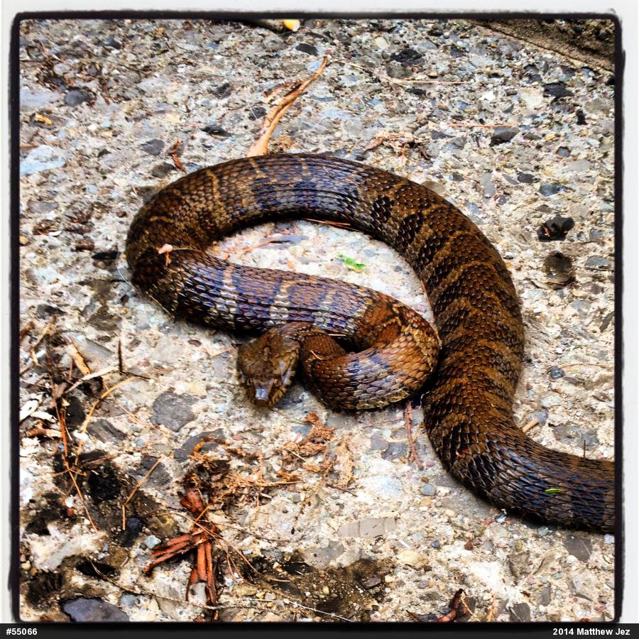Northern Watersnake