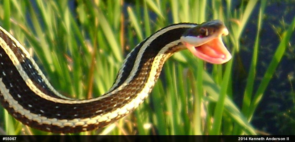 Northern Ribbonsnake