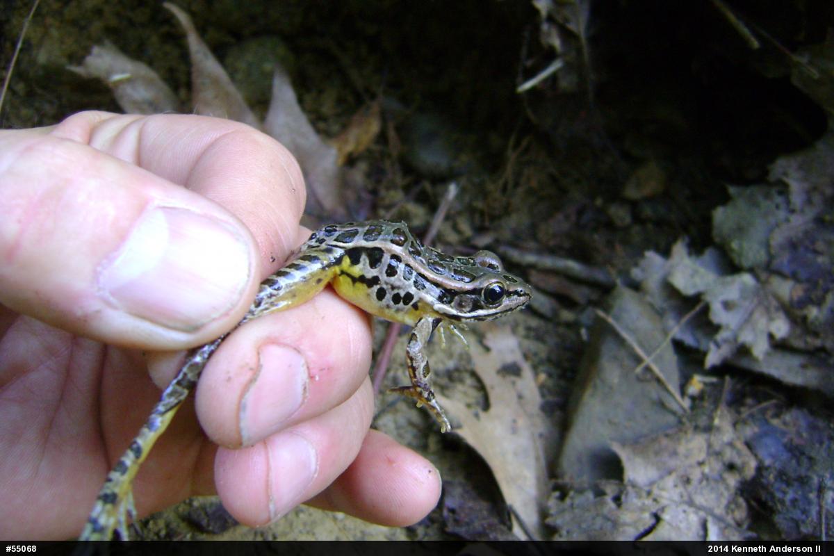 Pickerel Frog