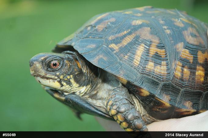 Eastern Box Turtle