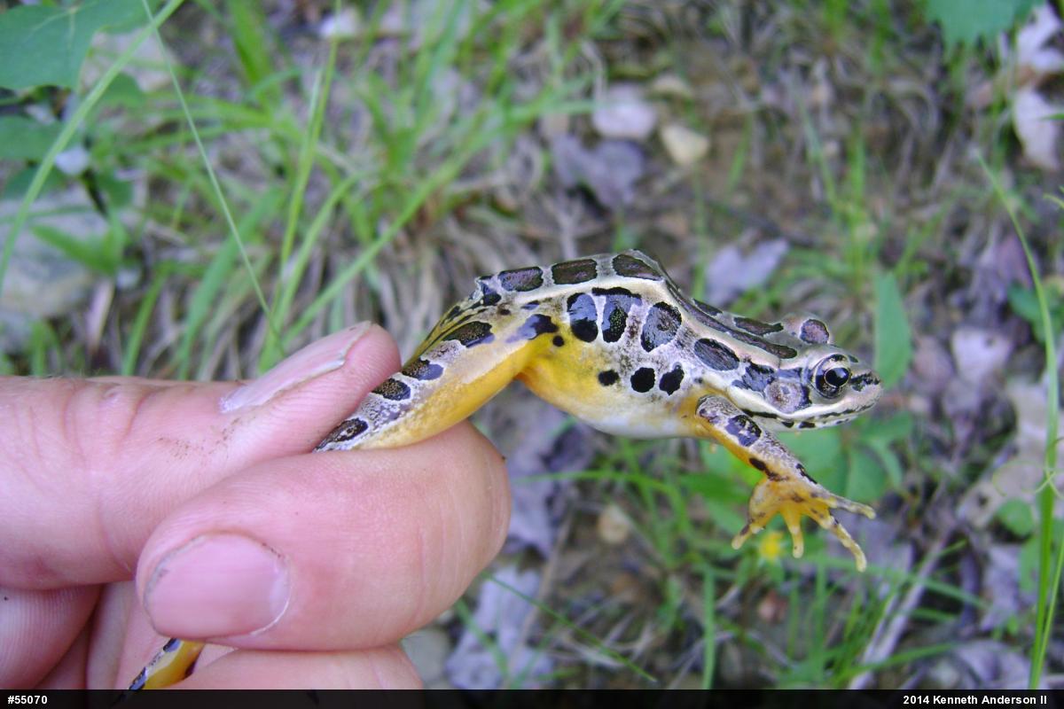Pickerel Frog
