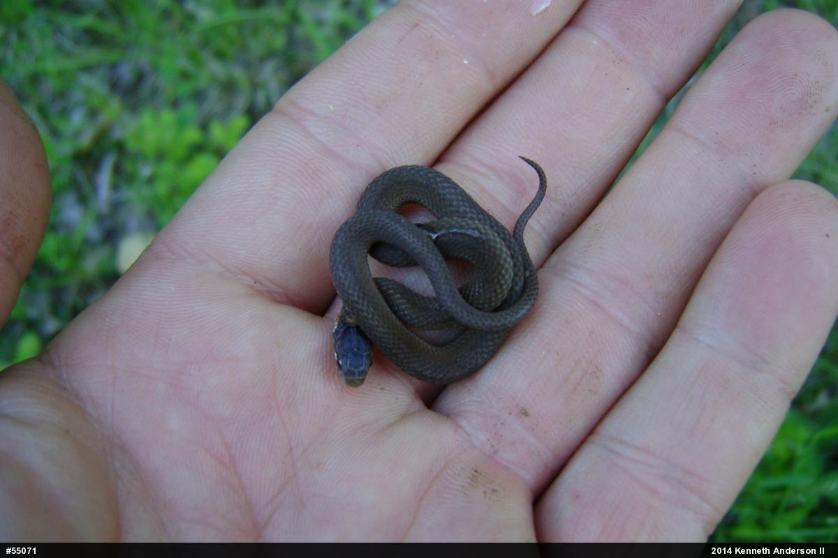 Red-bellied Snake