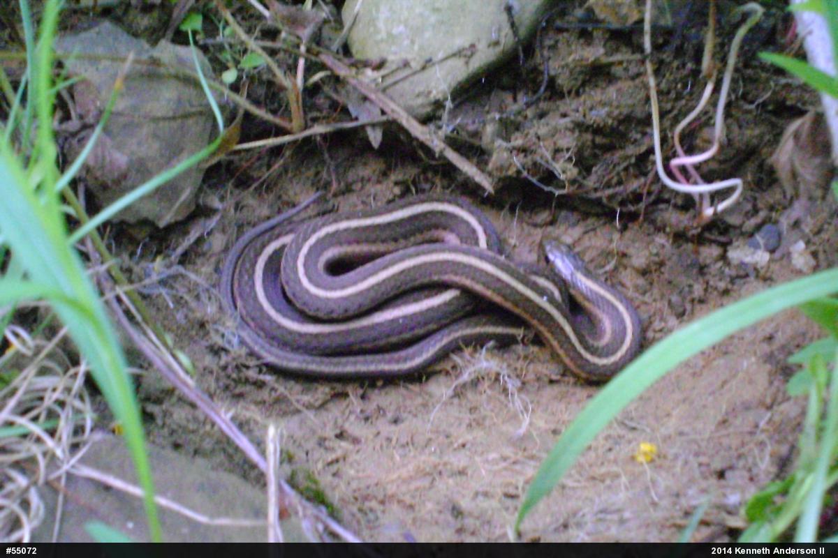 Shorthead Gartersnake