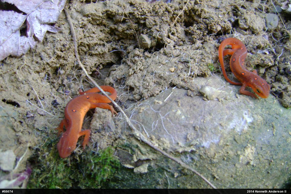 Red-spotted Newt