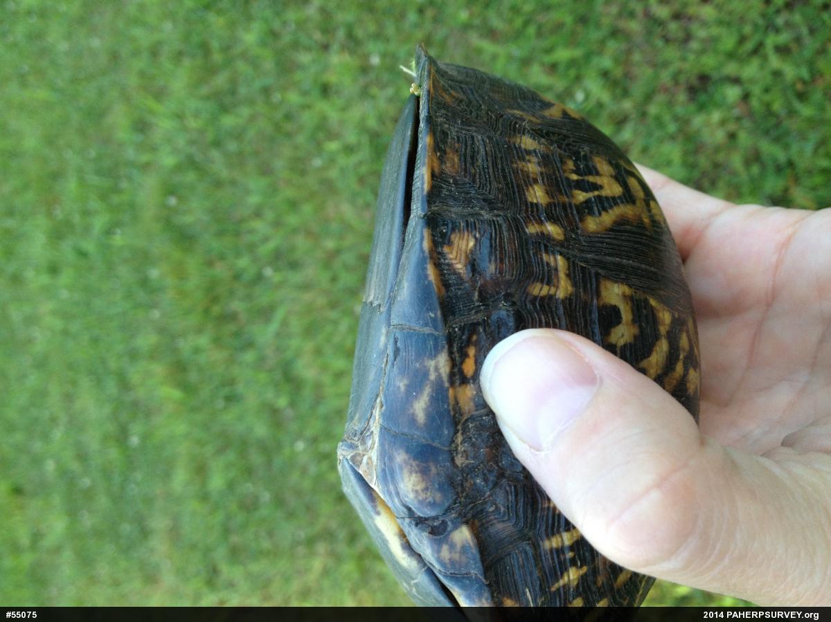 Eastern Box Turtle