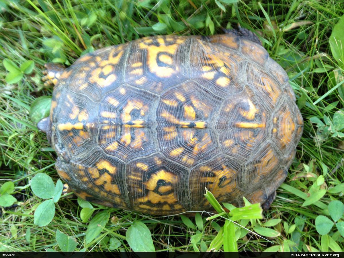 Eastern Box Turtle