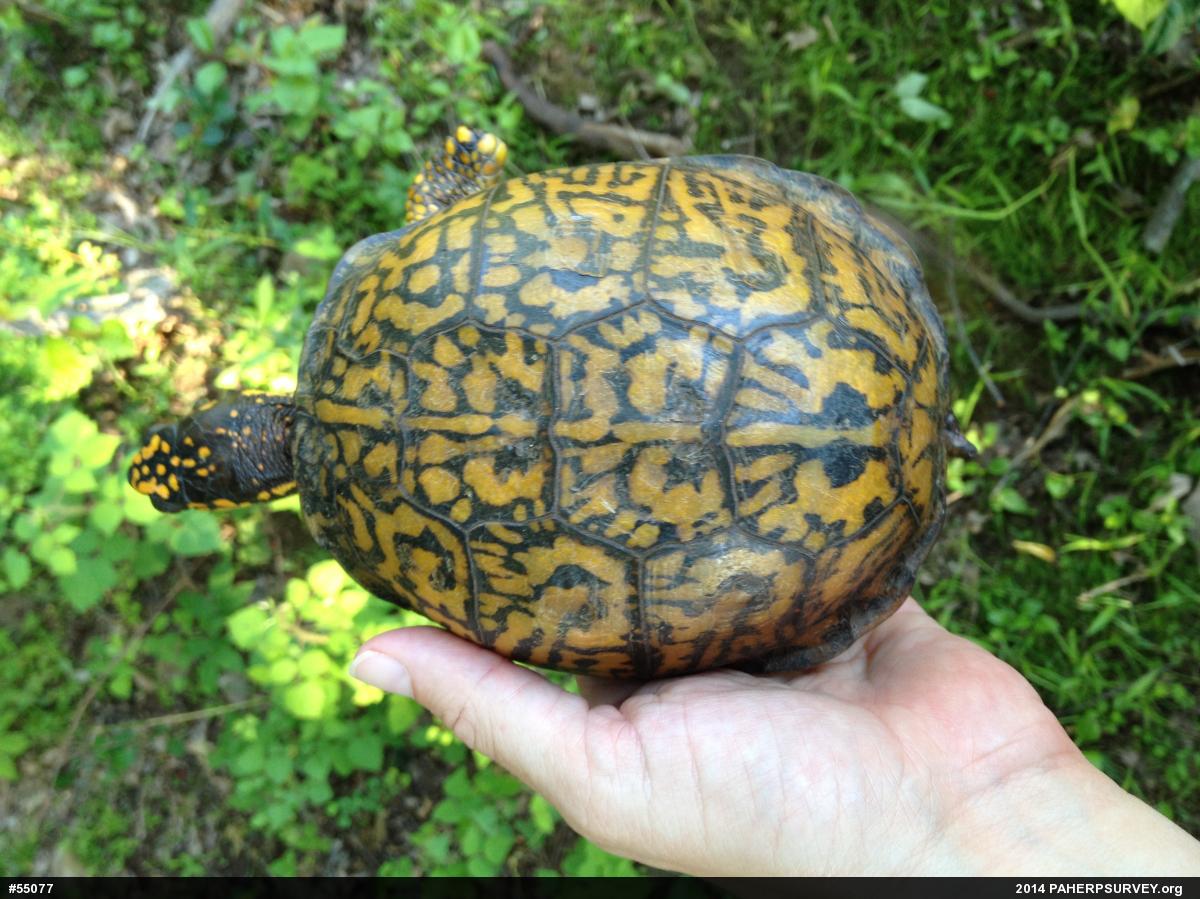Eastern Box Turtle