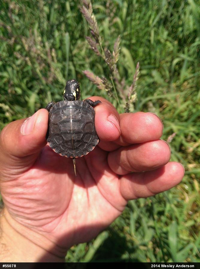 Painted Turtle