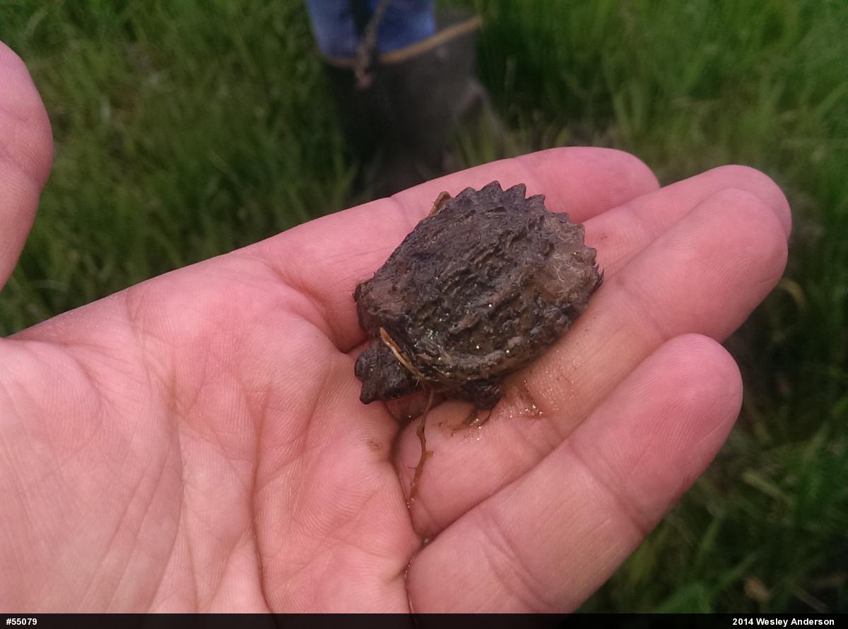 Snapping Turtle