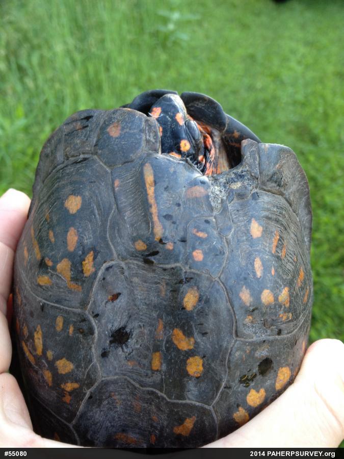 Eastern Box Turtle