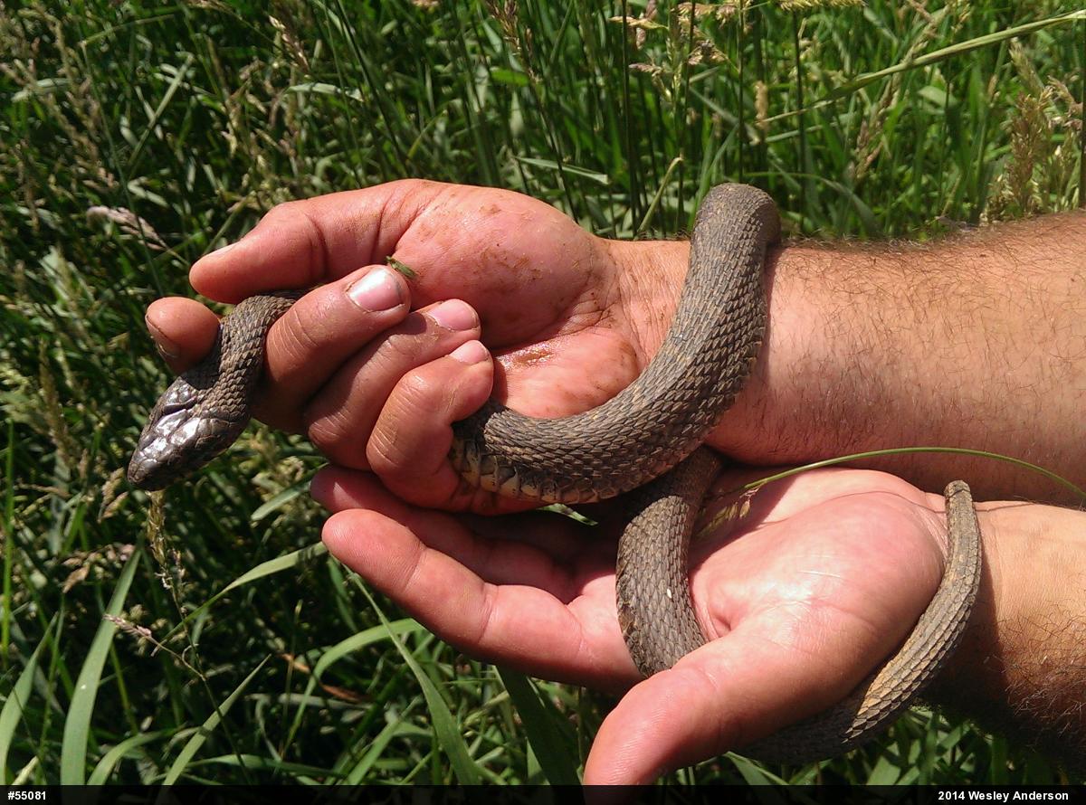 Northern Watersnake