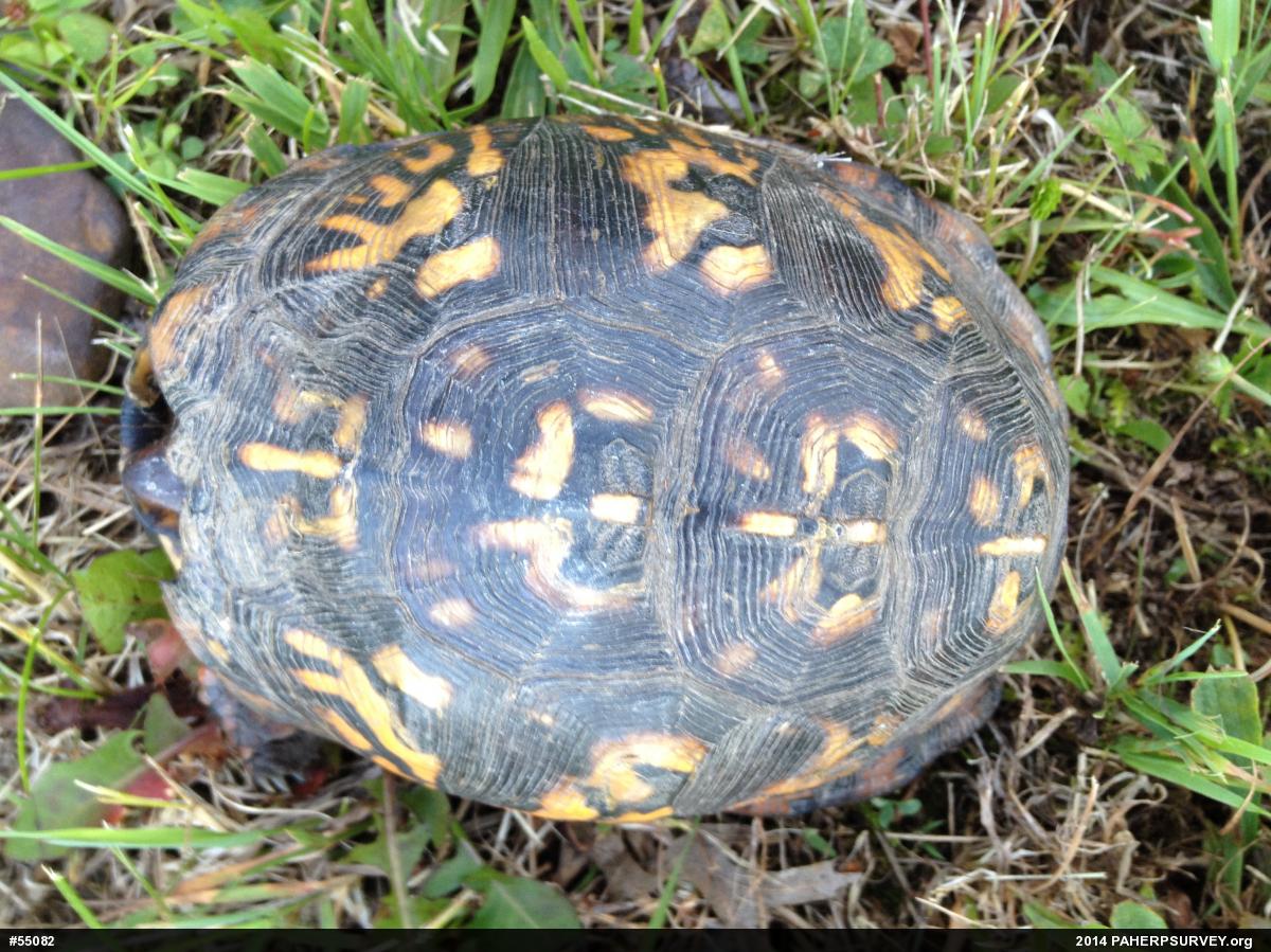 Eastern Box Turtle