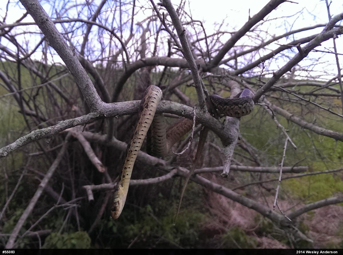 Eastern Gartersnake