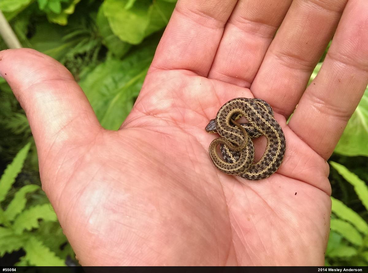 Eastern Gartersnake