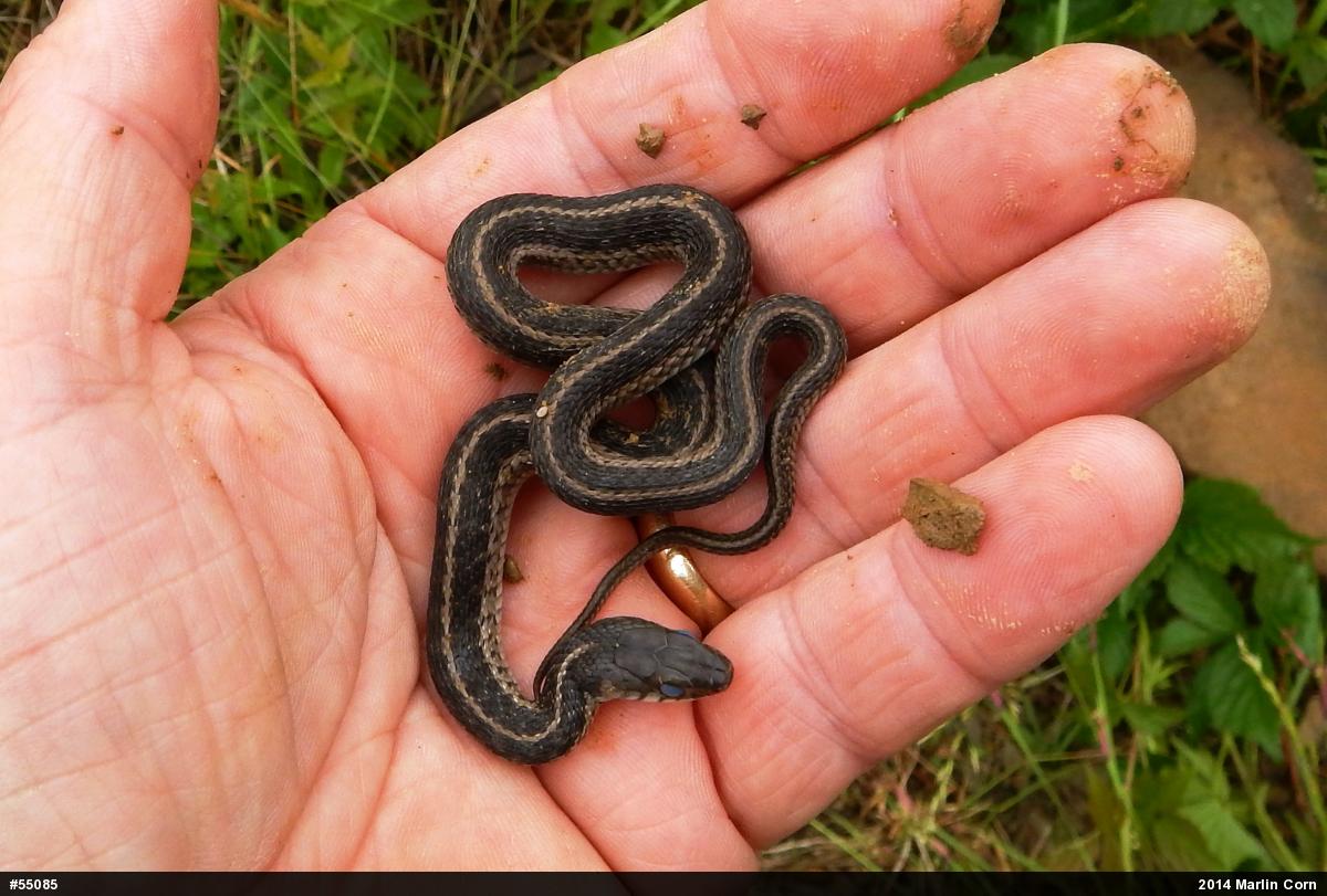 Eastern Gartersnake