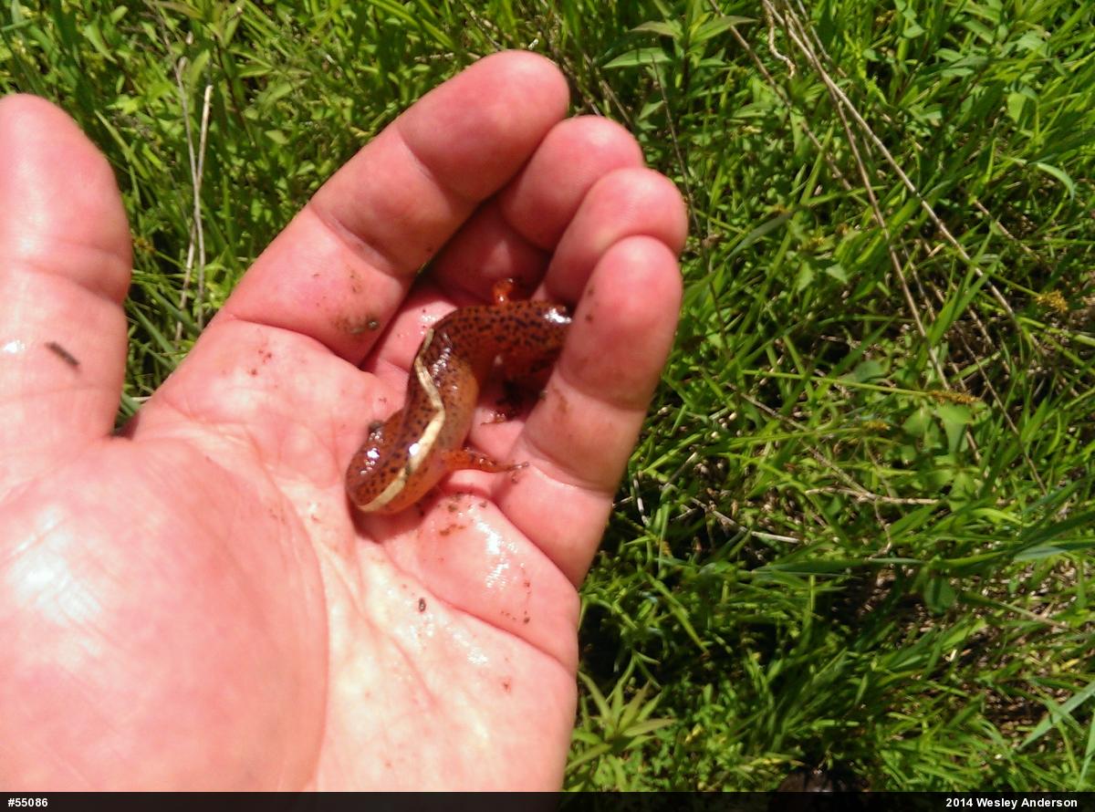 Northern Red Salamander