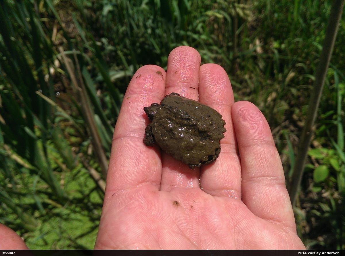 Snapping Turtle