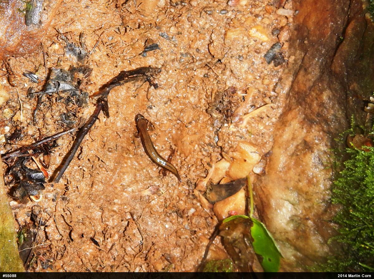 Northern Two-lined Salamander