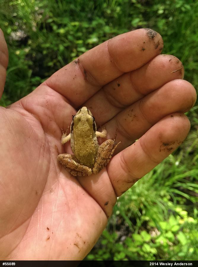 Wood Frog