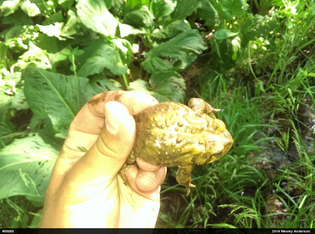 Eastern American Toad