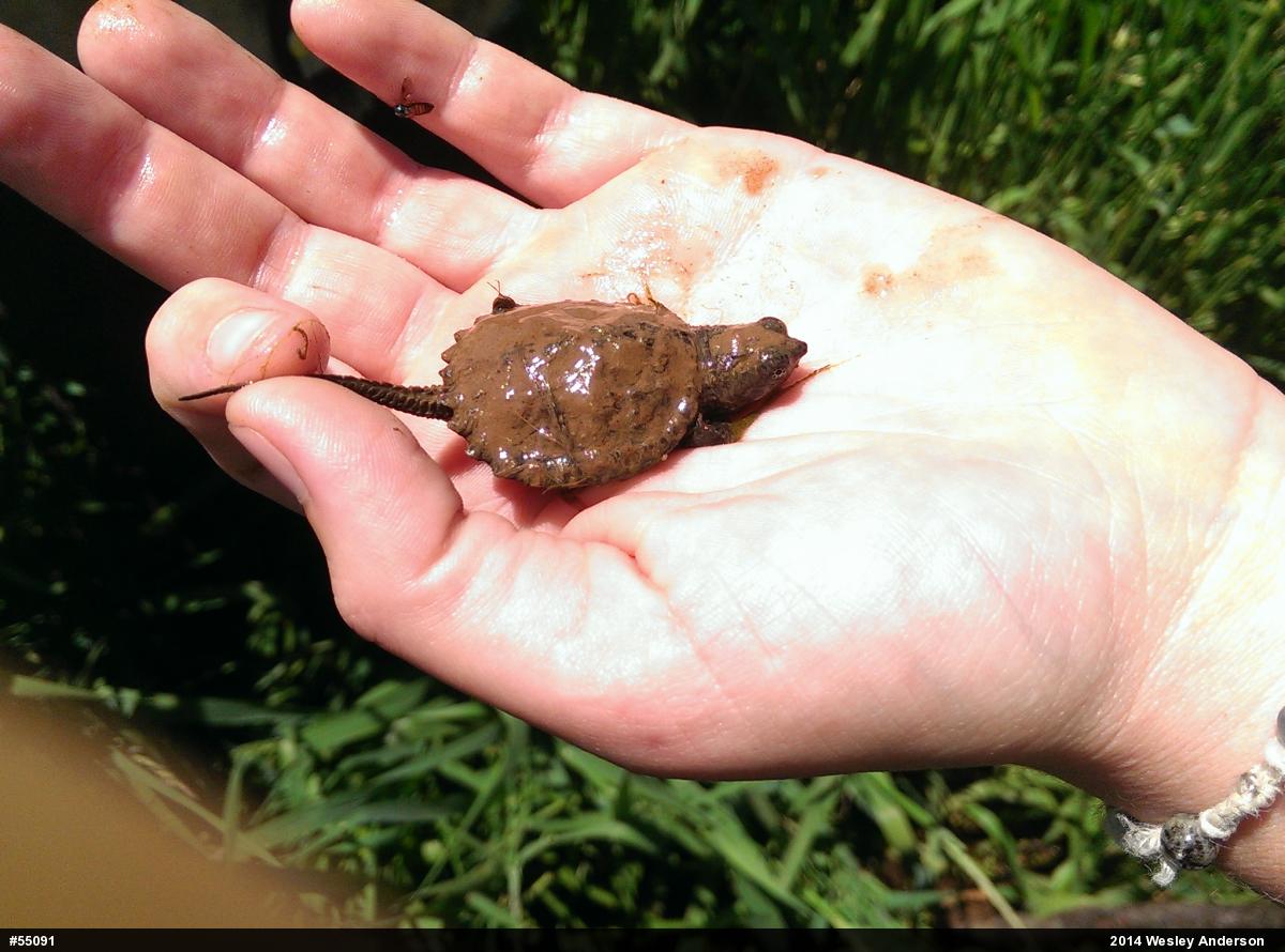 Snapping Turtle