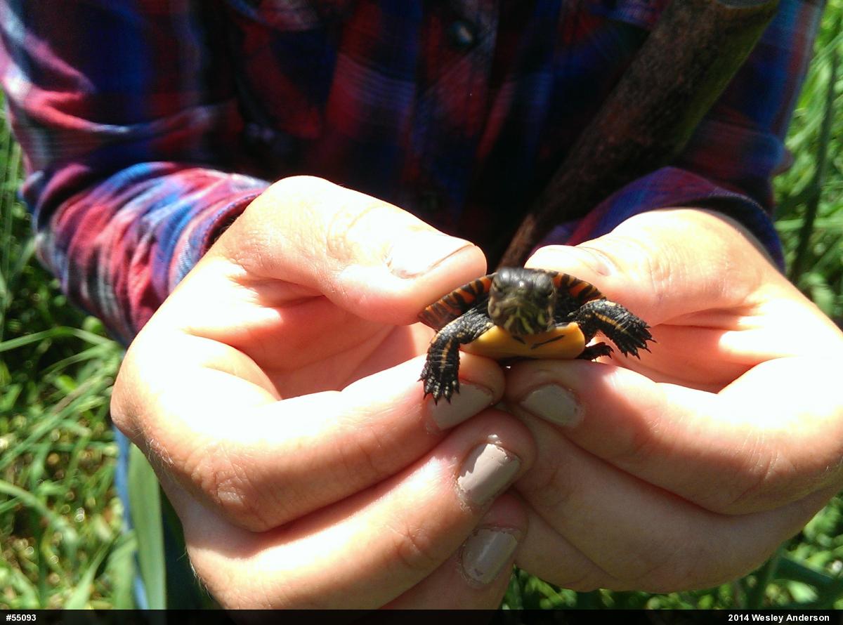 Painted Turtle